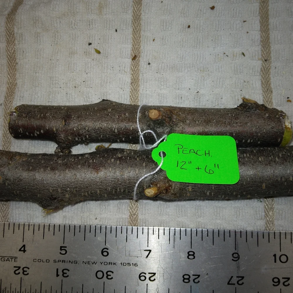 Peach Tree Branches for Crafting Isopods Reptiles  Terarrium  Jararrium Vivarium